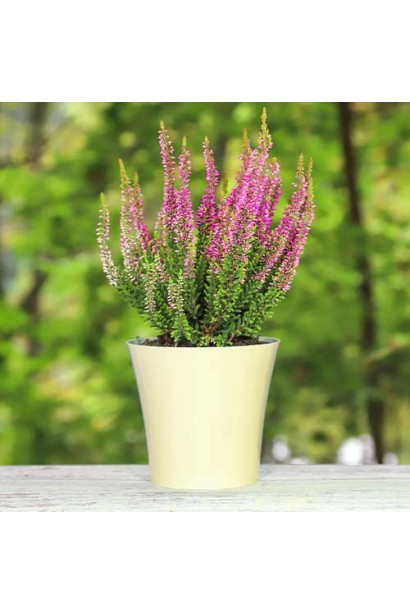 Рожевий верес ’Дуня’ у контейнері